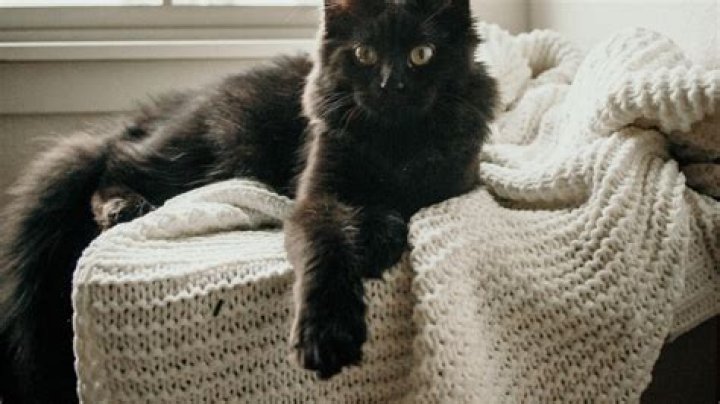 Cat Greenleaf Height, Weight, Net Worth, Age, Birthday, Wikipedia, Who, Instagram, Biography