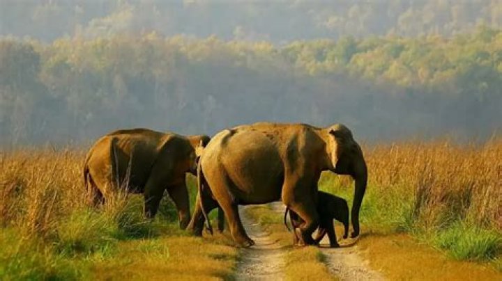 
Human price of shrinking forests: Odisha tops casualties inflicted by elephants 