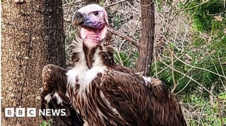 
‘Suspicious Death’ of Endangered Dallas Zoo Vulture: $10,000 for Information Leading to Arrest and Charge in the Case 